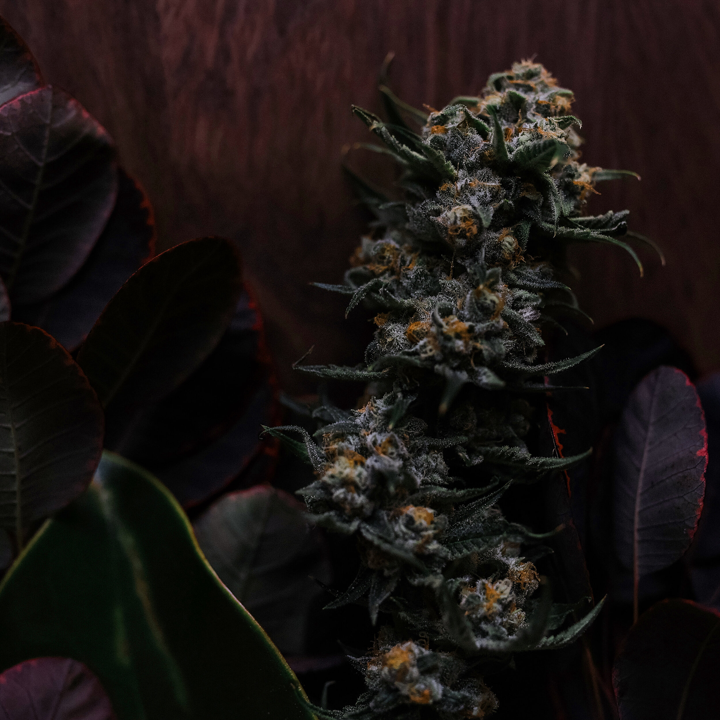 THC Design / 'THC Design: Cultivation,' A Stylized Book
